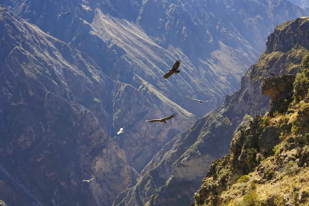 Cañon del Colca