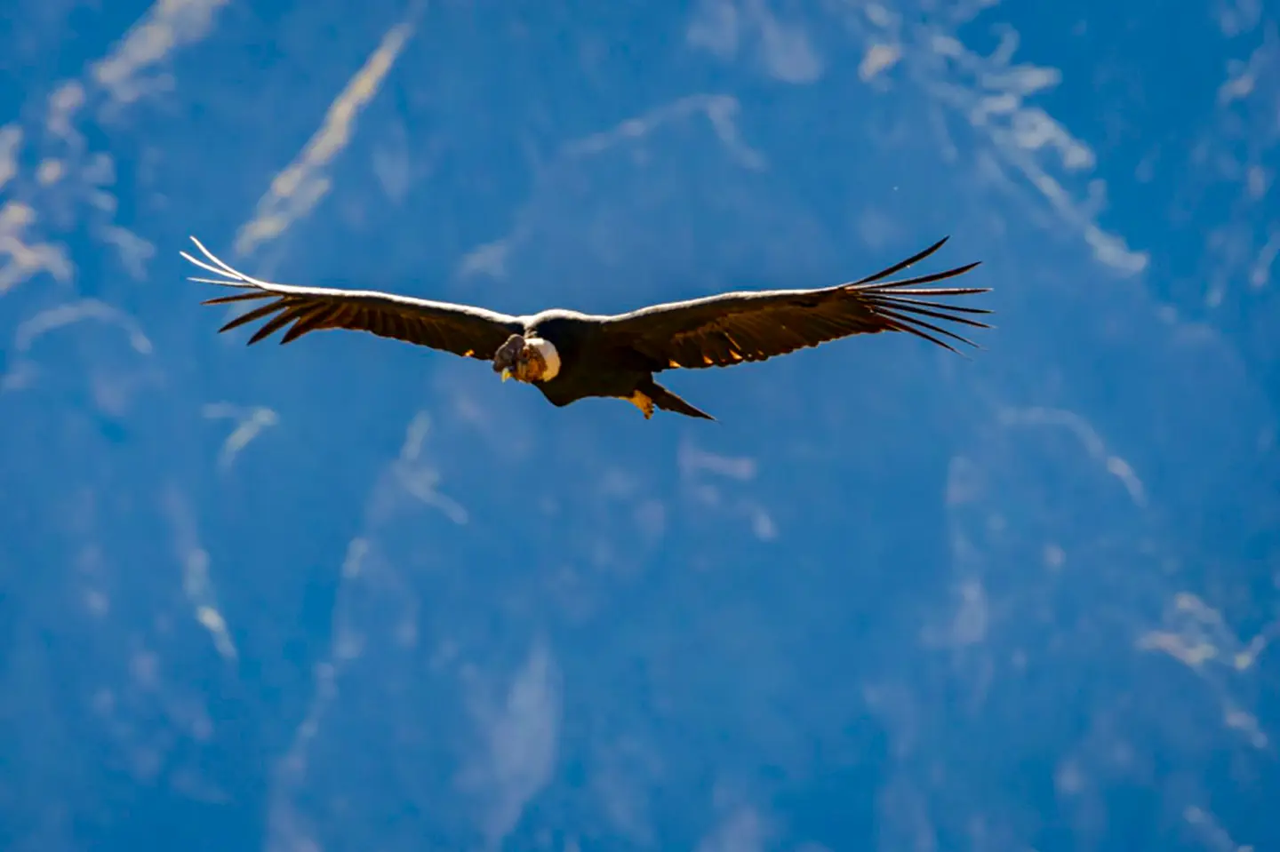 Cañon del Colca